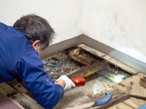 Best Office Mold Removal Services  in Chatham, VA