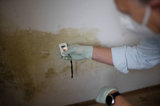 Best Affordable Mold Removal  in Chatham, VA