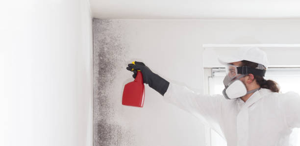 Best Black Mold Removal  in Chatham, VA