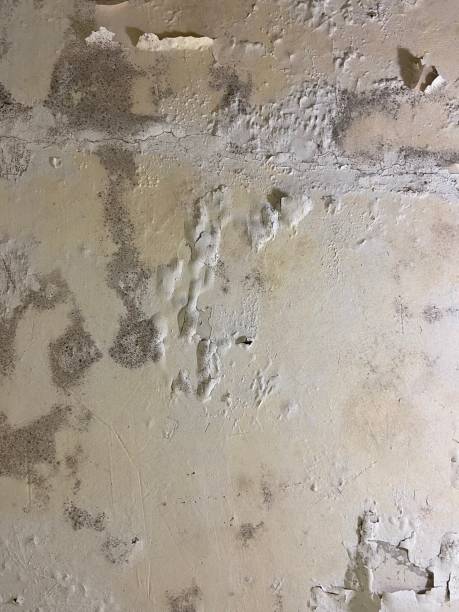 Best Local Mold Removal Service  in Chatham, VA