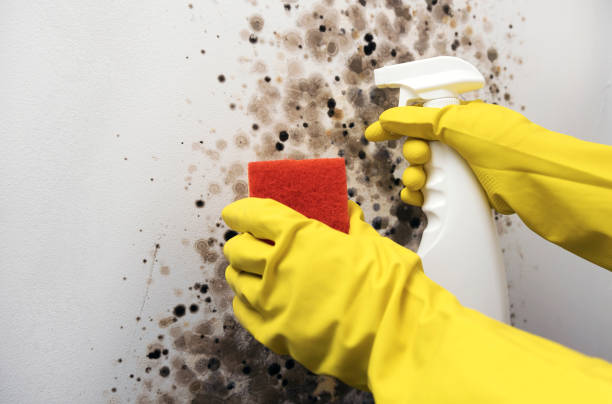Best Residential Mold Removal  in Chatham, VA