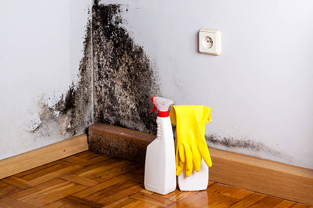 Best Professional Mold Removal  in Chatham, VA