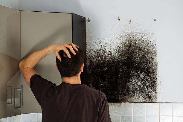 Best Crawl Space Mold Removal  in Chatham, VA