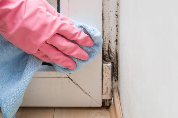 Best Home Mold Removal  in Chatham, VA