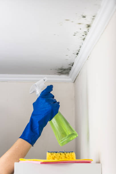 Professional Mold Removal in Chatham, VA