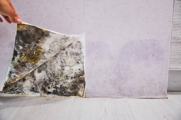 Best Commercial Mold Removal  in Chatham, VA